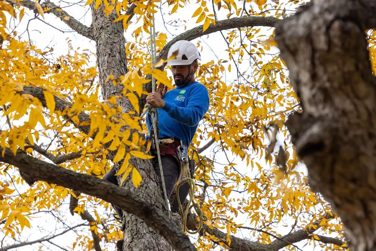 Skilled Tree Planing crew working in Fouke